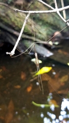 Brachypremna dispellens