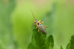 Cantharis nigricans