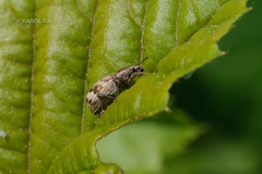 Polydrusus tereticollis