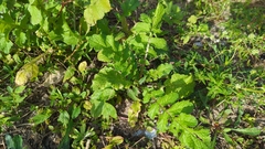 Rhamphospermum arvense