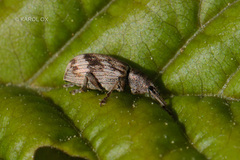 Polydrusus tereticollis