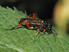 Macrophya rufipes
