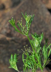 Apiastrum angustifolium