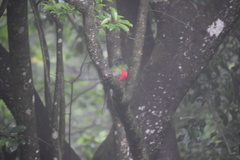 Apaloderma narina