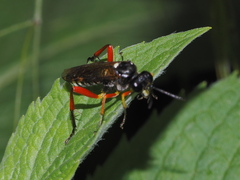 Macrophya rufipes
