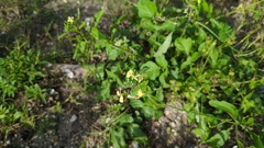 Rhamphospermum arvense