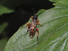 Macrophya rufipes