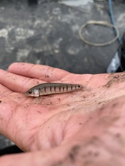 Fundulus similis
