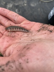 Fundulus similis