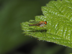 Chrysopilus asiliformis
