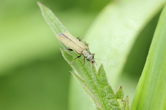 Oedemera