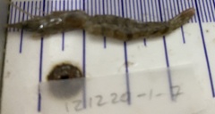 Decapoda