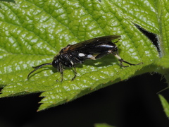 Macrophya albicincta