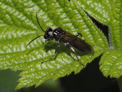 Macrophya albicincta