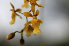 Oncidium