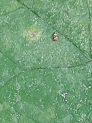 Corythucha marmorata