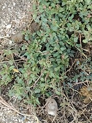 Amaranthus deflexus