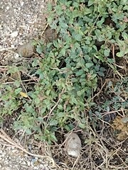 Amaranthus deflexus