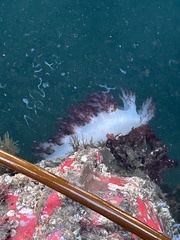 Dendronotus rufus
