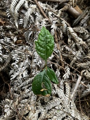 Eriobotrya japonica