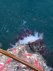 Dendronotus rufus