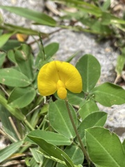 Arachis pintoi