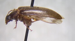 Hymenorus