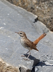 Cercotrichas galactotes
