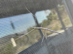 Parabacillus hesperus