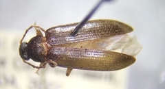 Hymenorus