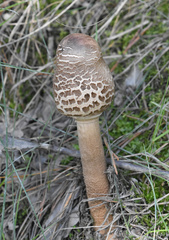 Macrolepiota