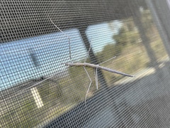 Parabacillus hesperus