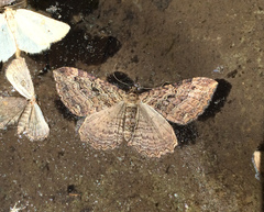 Rheumaptera meadii
