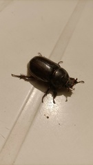 Oryctes nasicornis grypus