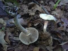 Stropharia