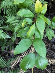 Syzygium smithii