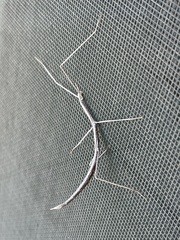 Parabacillus hesperus