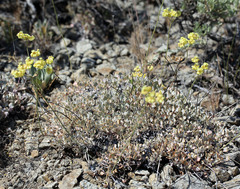 Eriogonum umbellatum modocense