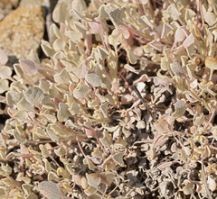 Eriogonum umbellatum modocense