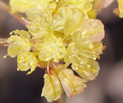 Eriogonum umbellatum modocense
