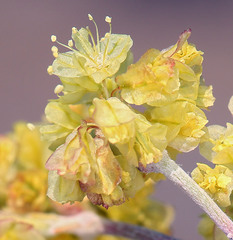 Eriogonum umbellatum modocense
