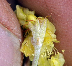 Eriogonum umbellatum modocense