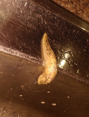 Limacus