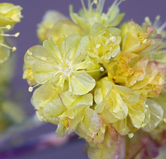 Eriogonum umbellatum modocense