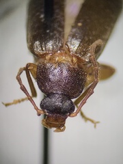 Hymenorus