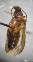 Hymenorus