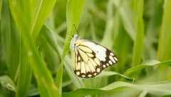 Belenois creona