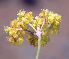 Eriogonum umbellatum modocense