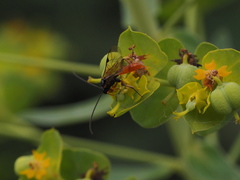 Tryphoninae
