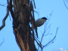 Melithreptus